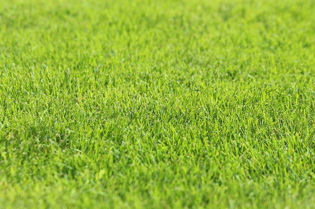 izrada travnjaka – kako i kada sijati travu?