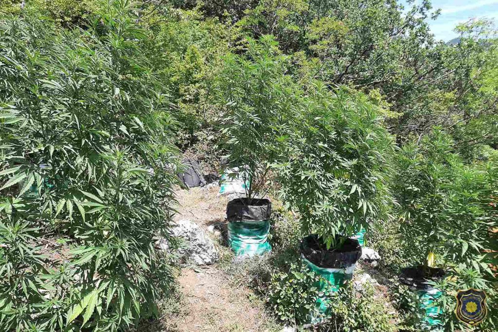pronađeno 160 stabiljiki cannabisa, dvije osobe uhapšene u konjicu