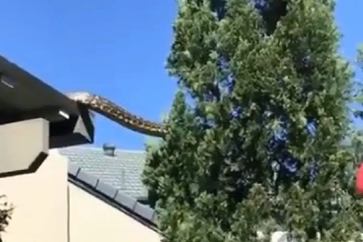 Snimljen divovski neman kako se kreće od kuće do obližnjeg stabla (VIDEO)