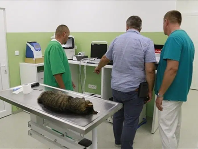 U Sarajevu Otvoren Urgentni Centar Za Hitnu Pomoc Zivotinjama