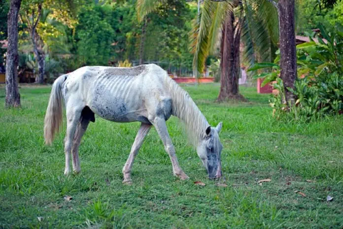 IZGLADNJELI KONJI ŠOKIRALI SVE, VLASNIK TVRDI DA JE TO ZBOG 1693824949 Izgladnjeli Konji Sokirali Sve Vlasnik Tvrdi Da Je To Zbog
