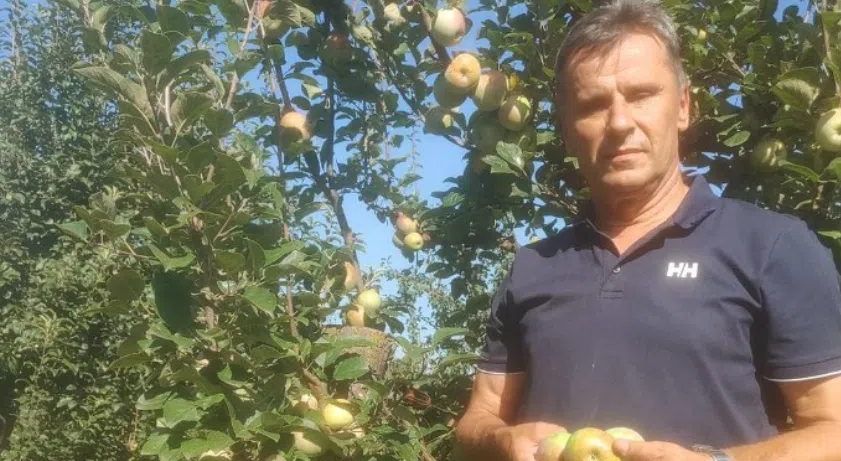 Novaliću šljive rodile: “Očekujem, ako Bog da, dobar pekmez ove godine”