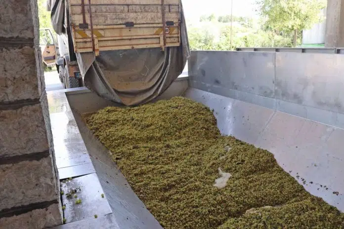 Pocela Berba Grozda U Hercegovini Vinogradari Imali Jednu Od Najlosijih