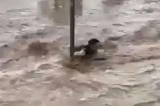 Turista Iz Bih Zarobljen U Grckoj Situacija Se Pogorsala Ponestaje