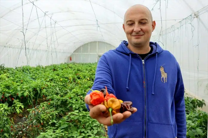 Balkanac Gaji Najljuce Paprike Na Svijetu Otvore Se Sinusi I