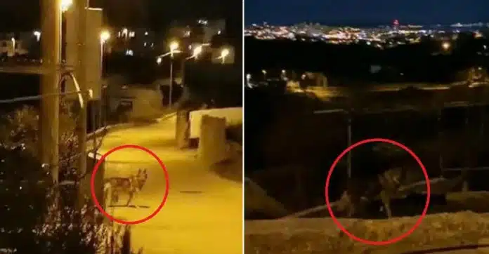 SPLIT DRHTI: ZVIJERI SU MEĐU KUĆAMA U GUSTO NASELJENOM PODRUČJU 1701365044 Split Drhti Zvijeri Su Medu Kucama U Gusto Naseljenom Podrucju