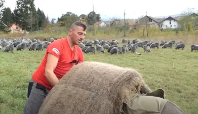 Braca Fehim I Remiz Vode Nomadski Stil Zivota Ovce Cuvamo