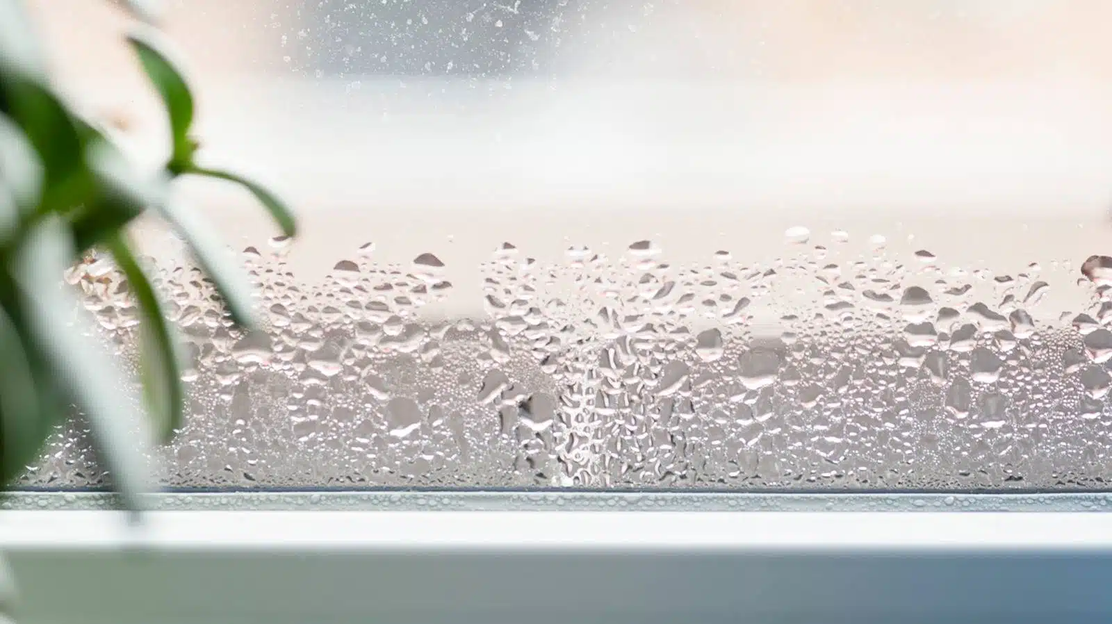Ova sobna biljka spriječit će kondenzaciju u vašem domu