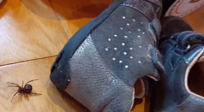 Djecaka Ugrizao Pauk Dva Dana Kasnije Nije Mogao Stajati Na