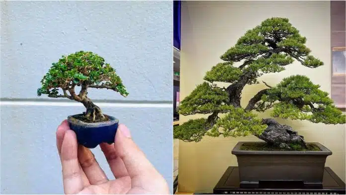 Journal Biljka Mjeseca Bonsai – Drvo Koje Simbolizira Smirenje I