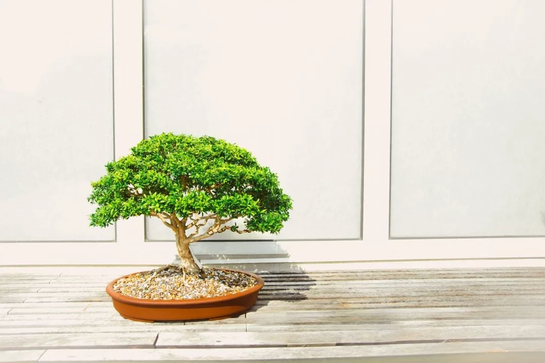 Journal biljka mjeseca: Bonsai – drvo koje simbolizira smirenje i harmoniju