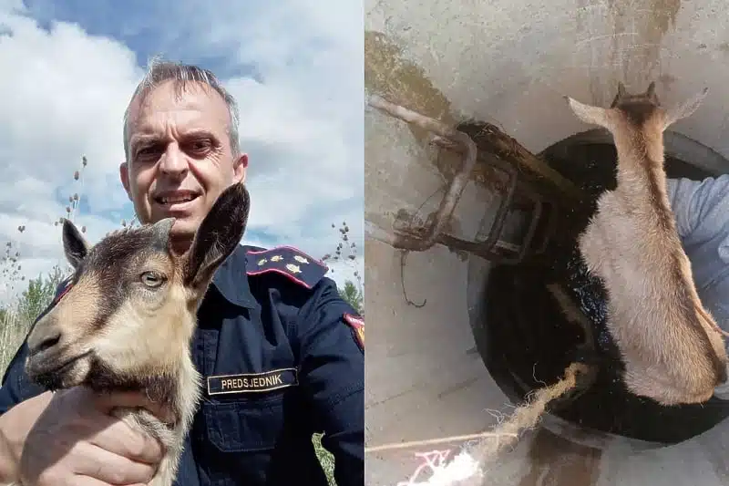 Iliđanski vatrogasci spasili mladunče koze iz bunara: “Ovo je dokaz našeg odnosa prema svakom biću”