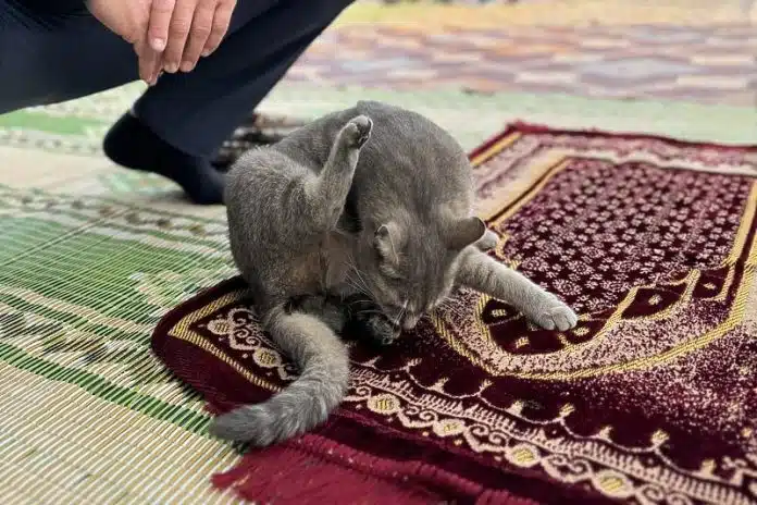 Macak Se Rodio Medu Vjernicima Na Bajram Namazu Djecak Zbog Geste