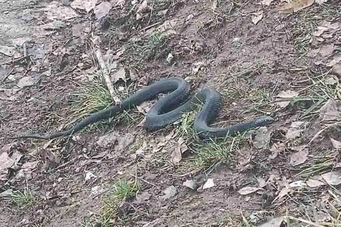 Dobro Je Znati Sta Uraditi Do Dolaska Hitne Pomoci Ako
