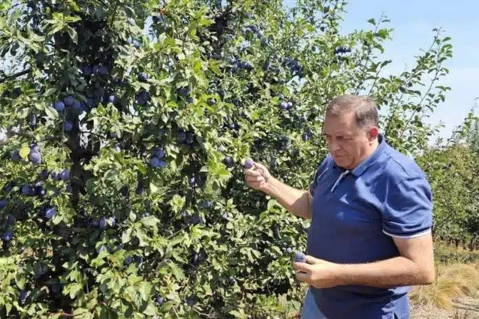 Video: Dodik brao šljive na svom imanju