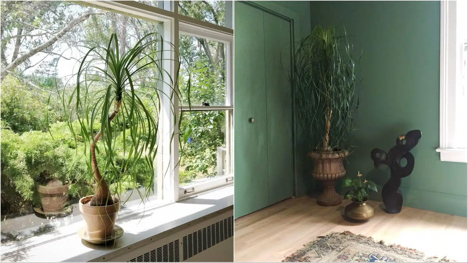 Časopis biljka mjeseca: Ponytail Palm