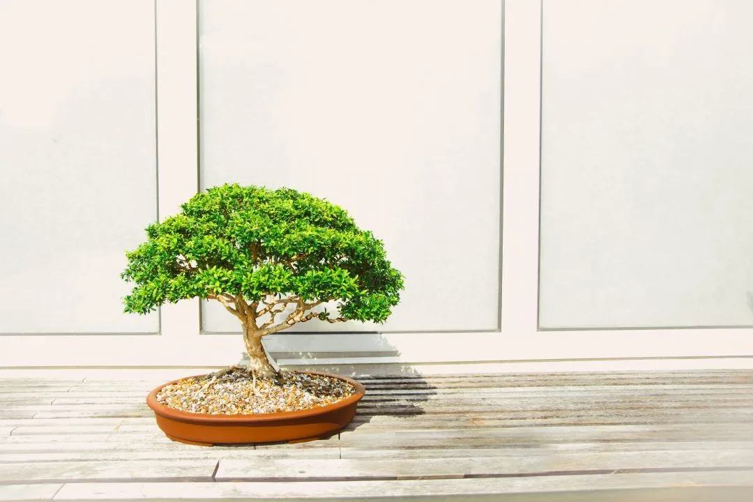 Bonsai drvo simbolizira smirenje i harmoniju – idealno za godinu pred nama
