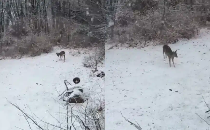 Ovaj video će vam uljepšati dan: pogledajte kako malo lane uživa u snijegu