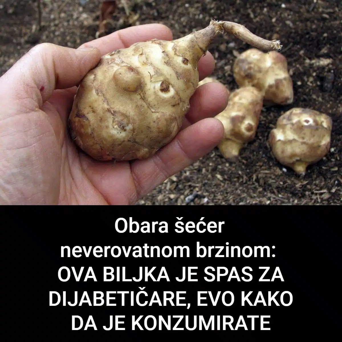 Ova biljka je spas za dijabetičare, idealna za mršavljenje i dobru probavu