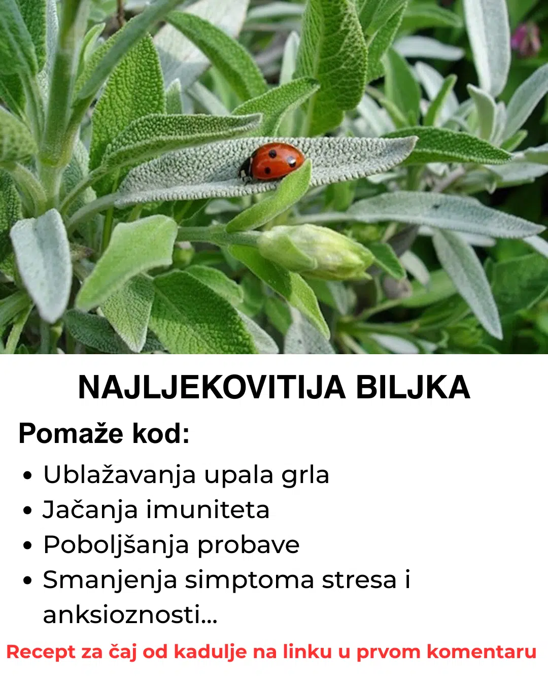 Naljekovitija biljka na svijetu – Evo kako da napravite čaj od kadulje, obavezno ga zapišite negdje