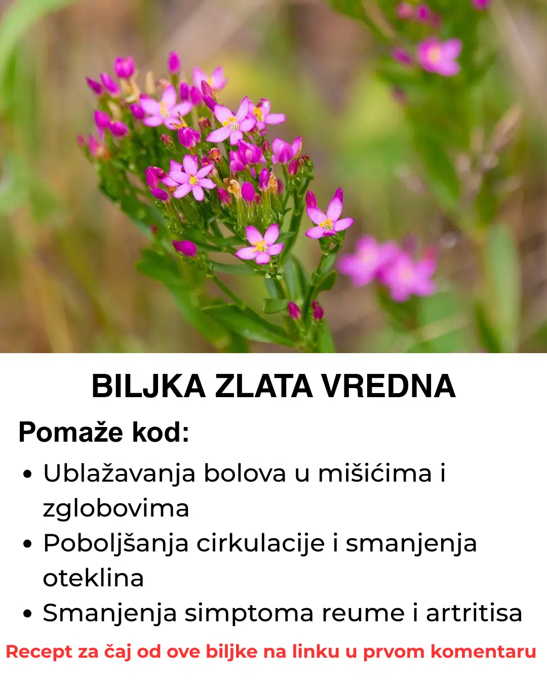Ova biljka je zlata vredna – Skuvajte čaj od nje i izbacite sve otrove iz vašeg tijela