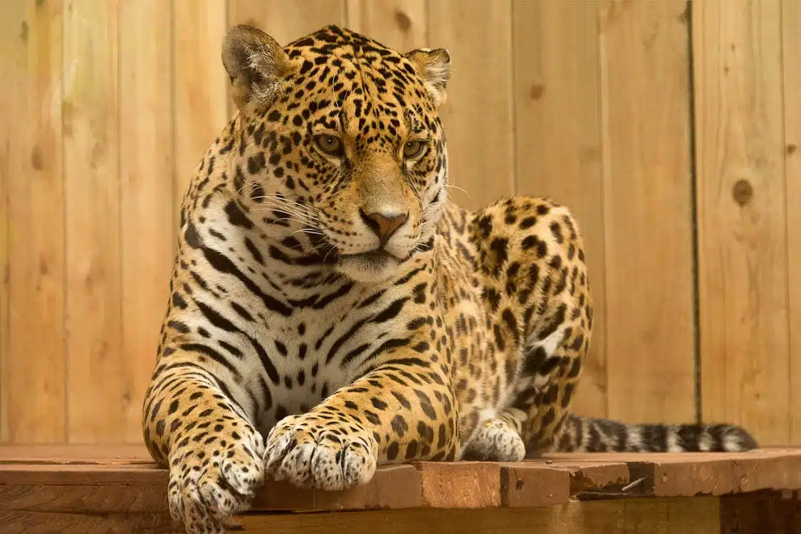 Preko oglasa prodavali leoparda