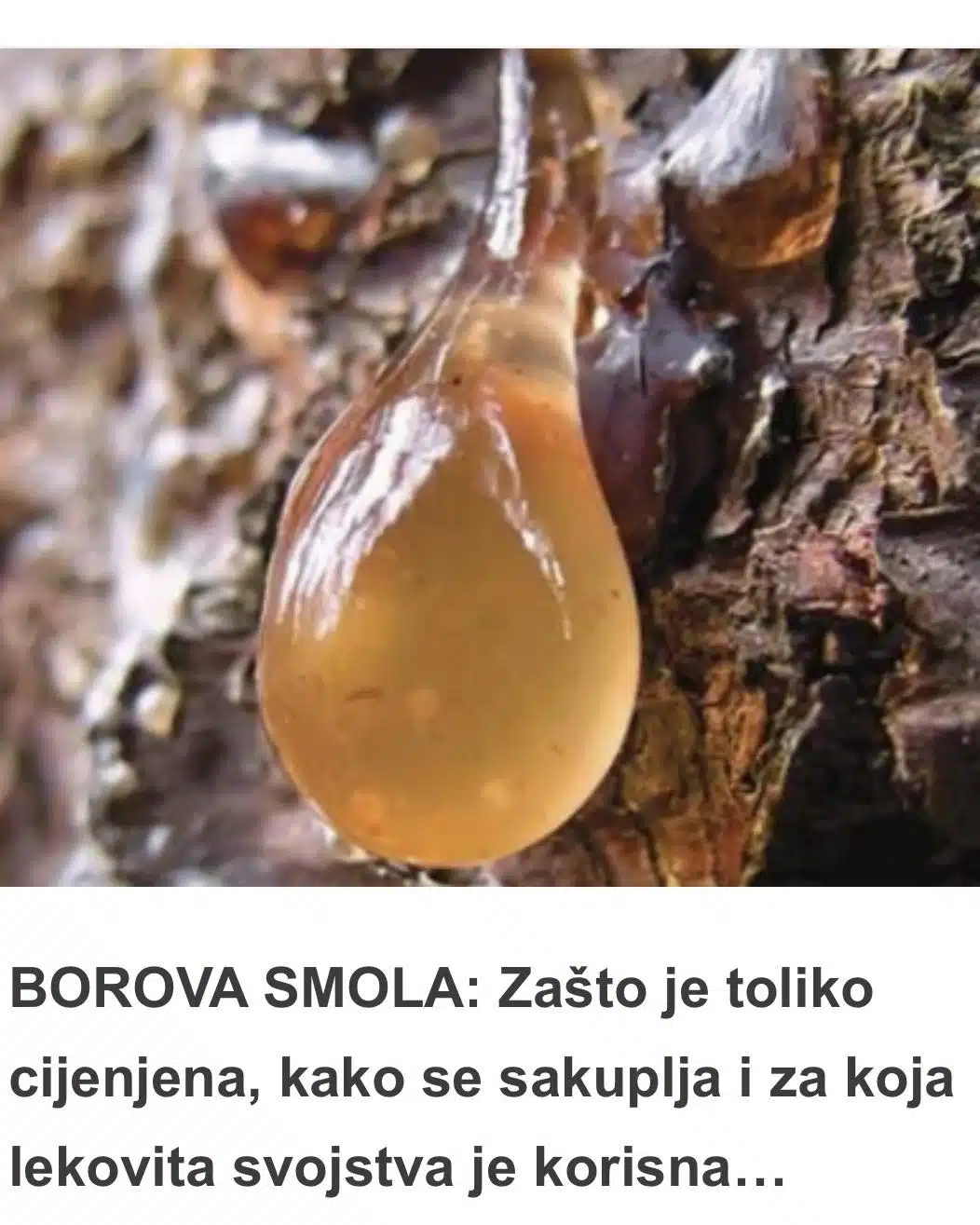 BOROVA SMOLA: Zašto je toliko cijenjena, kako se sakuplja i za koja lekovita svojstva je korisna…