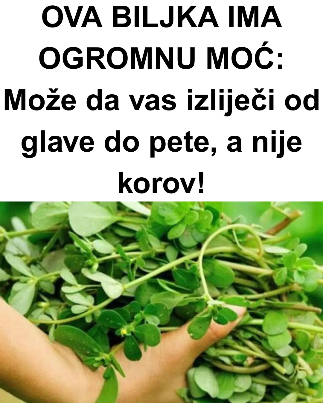 OVA BILJKA IMA OGROMNU MOĆ: Može da vas izliječi od glave do pete, a nije korov!