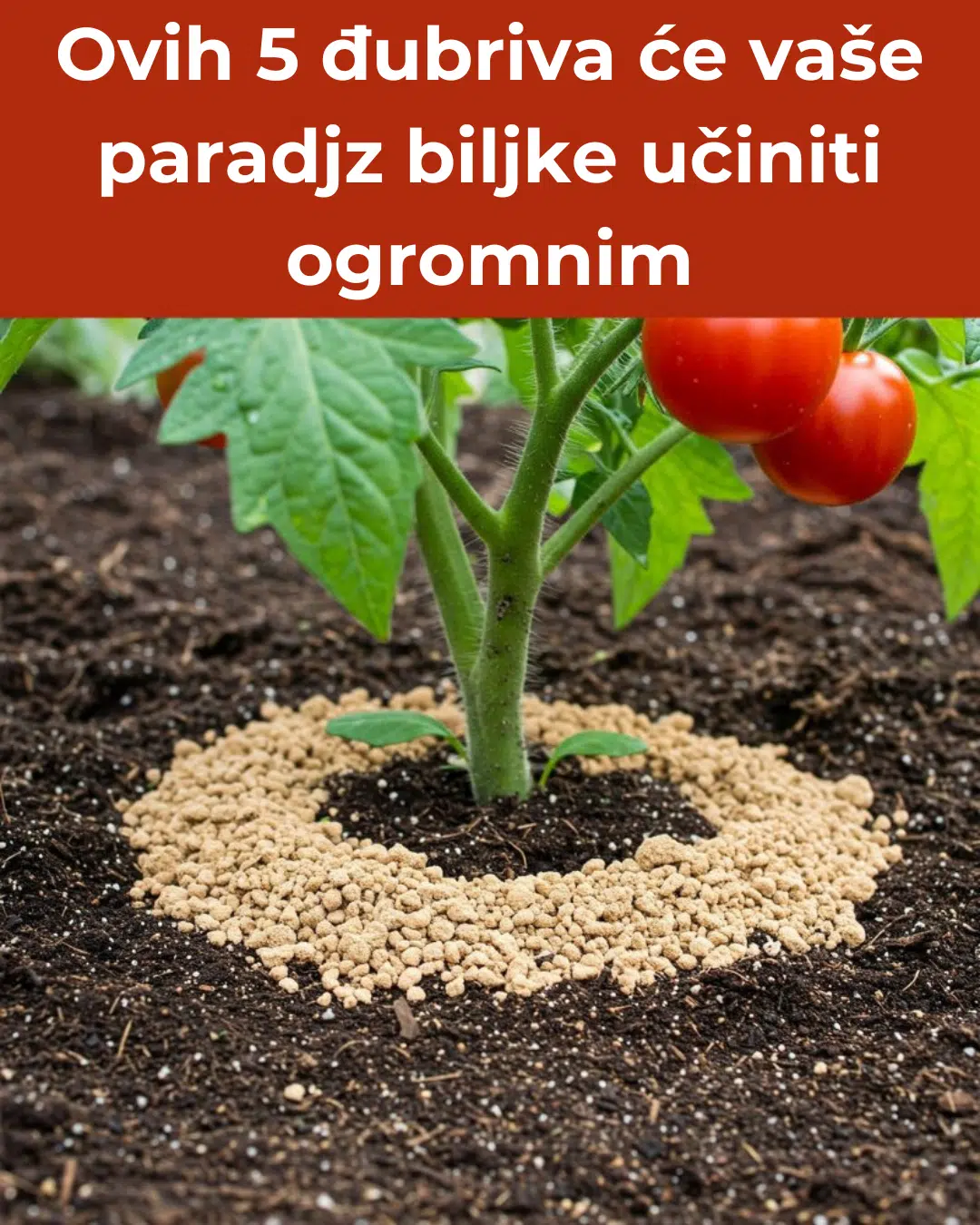 Ovih 5 đubriva će vaše paradjz biljke učiniti ogromnim