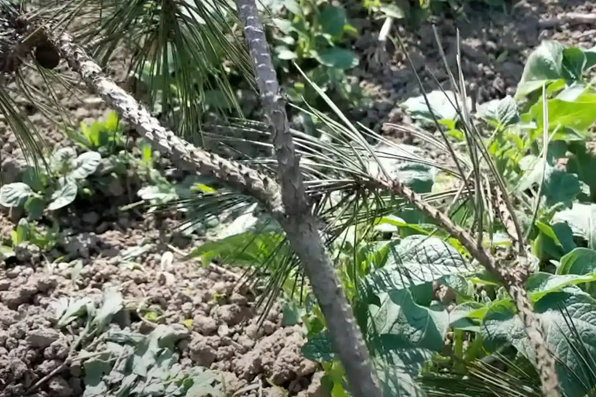 Prirodni insekticid koji uništava štetočine za pet minuta