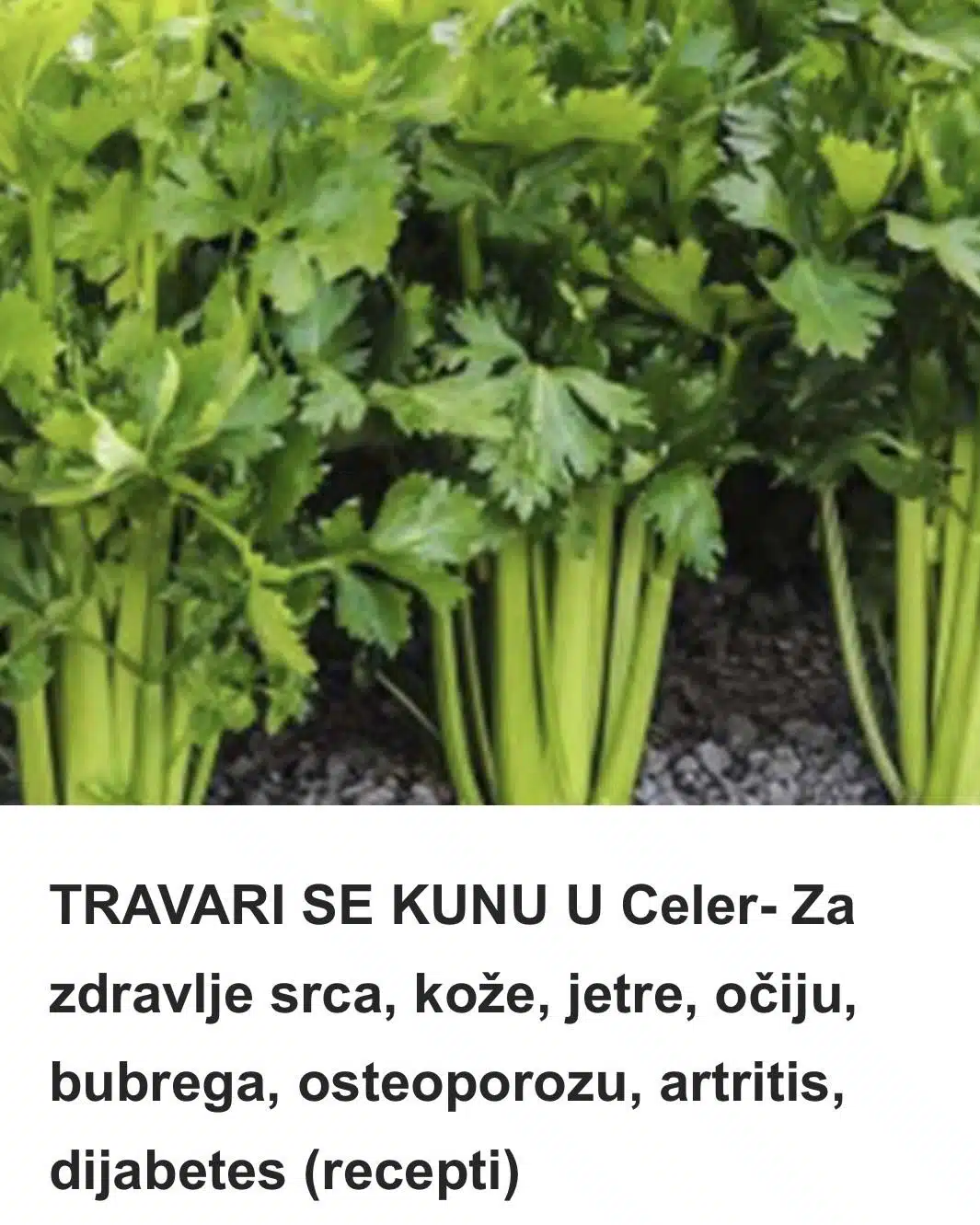 TRAVARI SE KUNU U Celer- Za zdravlje srca, kože, jetre, očiju, bubrega, osteoporozu, artritis, dijabetes