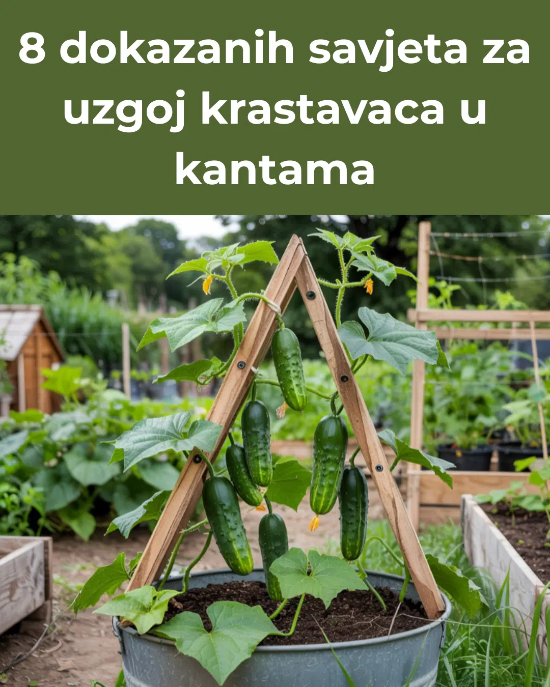 Trikovi iskusnih vrtlara – 8 dokazanih savjeta za uzgoj krastavaca u kantama