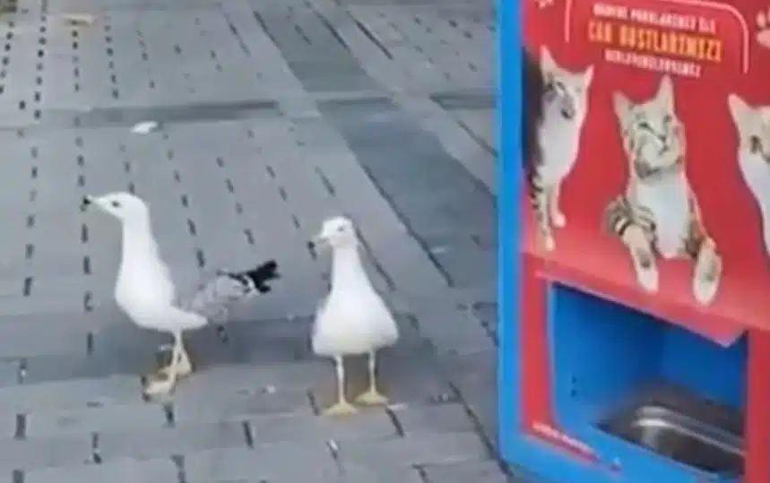 (Video) Seaguli Mjowu da dobiju hranu za mačke: Nevjerojatni snimak posjetio svijet