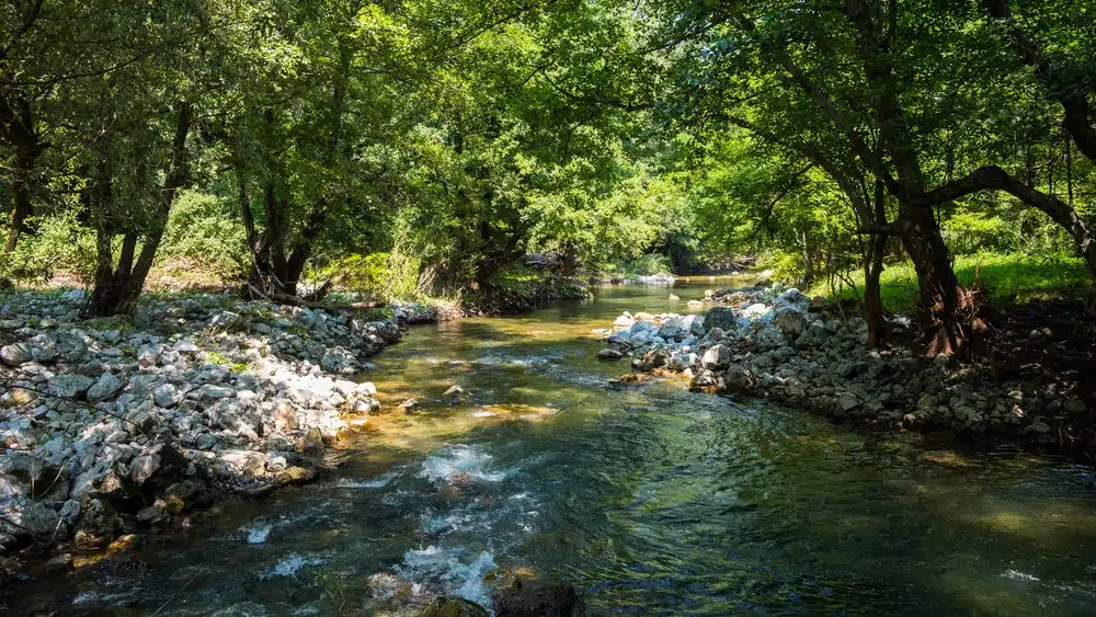 Ljetni hit: Najčišća rijeka u Srbiji, skok iz “Lijane” i kave u prirodi – samo 100 km od Beograda