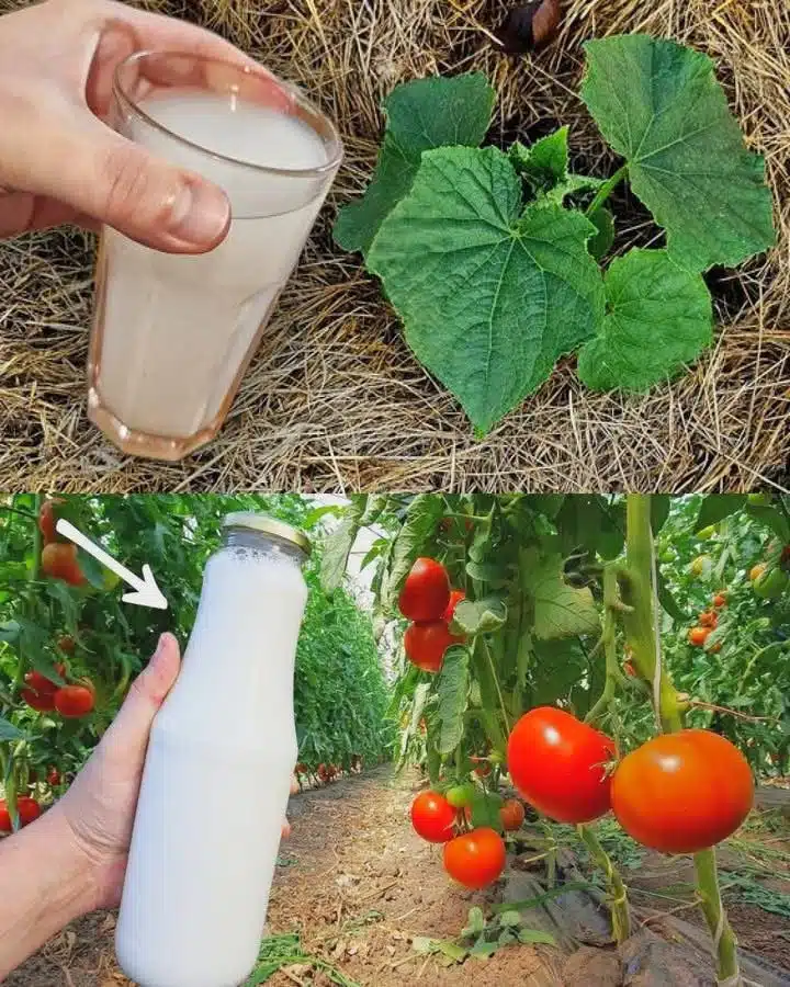 Nećete verovati koliko soda bikarbona može da vam pomogne u vašem vrtu – Otkrivamo vam 10 neverovatnih trikova!
