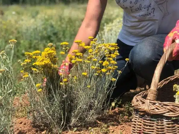 Zovu je biljkom “besmrtnosti”: Zaustavlja starenje i briše bore