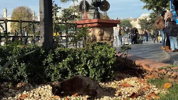 Istanbul, grad koji prede na svakom uglu