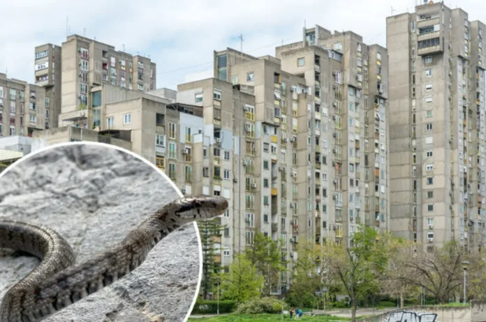 Horor u novom stanu: Iz sna je probudio snažan pritisak,