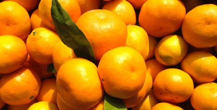 Mandarine u Hrvatskoj oko 3 eura, otkupna cijena 60 centi