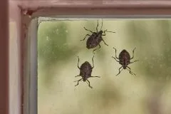 NAJEZDA NE PRESTAJE Azijske smrdibube sve brojnije u BiH, pogledajte kako da ih otjerate iz kuće