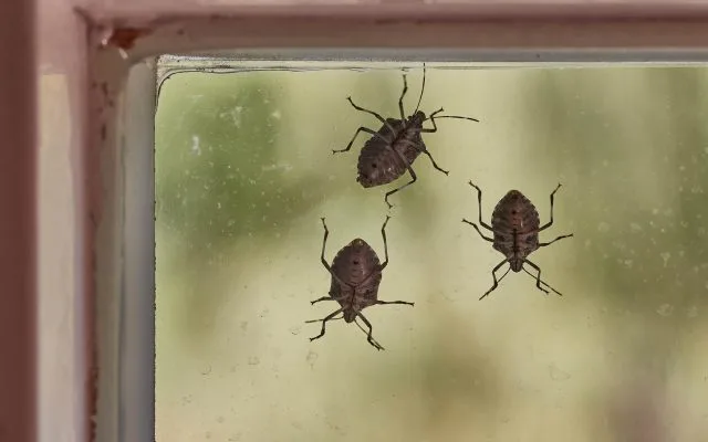 NAJEZDA NE PRESTAJE Azijske smrdibube sve brojnije u BiH, pogledajte kako da ih otjerate iz kuće