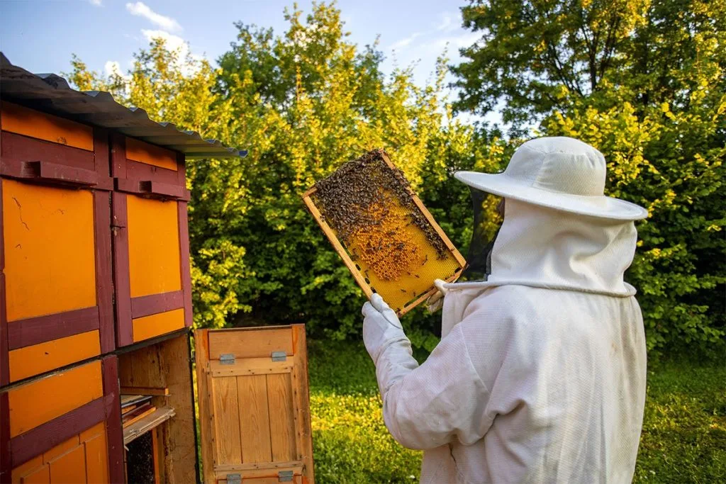 Pčelari RS strahuju od gubitka četvrtine pčelinjih društava
